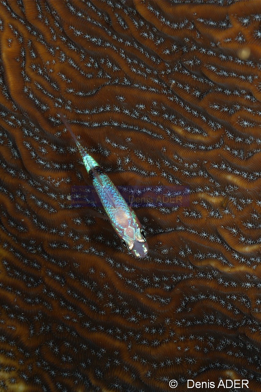 Apogon phenax-Bonaire Buddy Reef-18m-20180222nuit-Denis-ADER-DSC_7597_tn.jpg